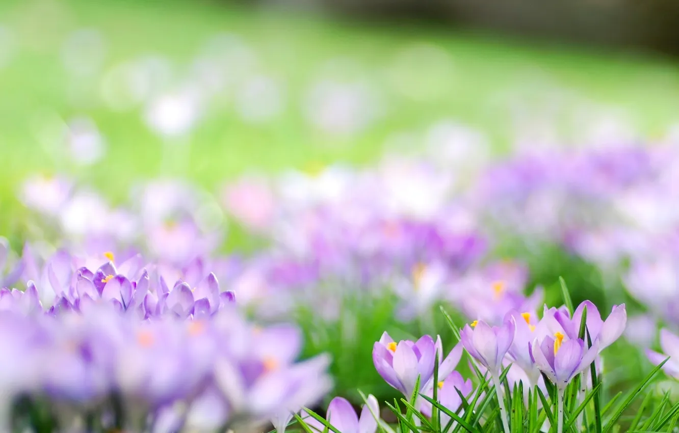 Photo wallpaper forest, flowers, spring, crocuses
