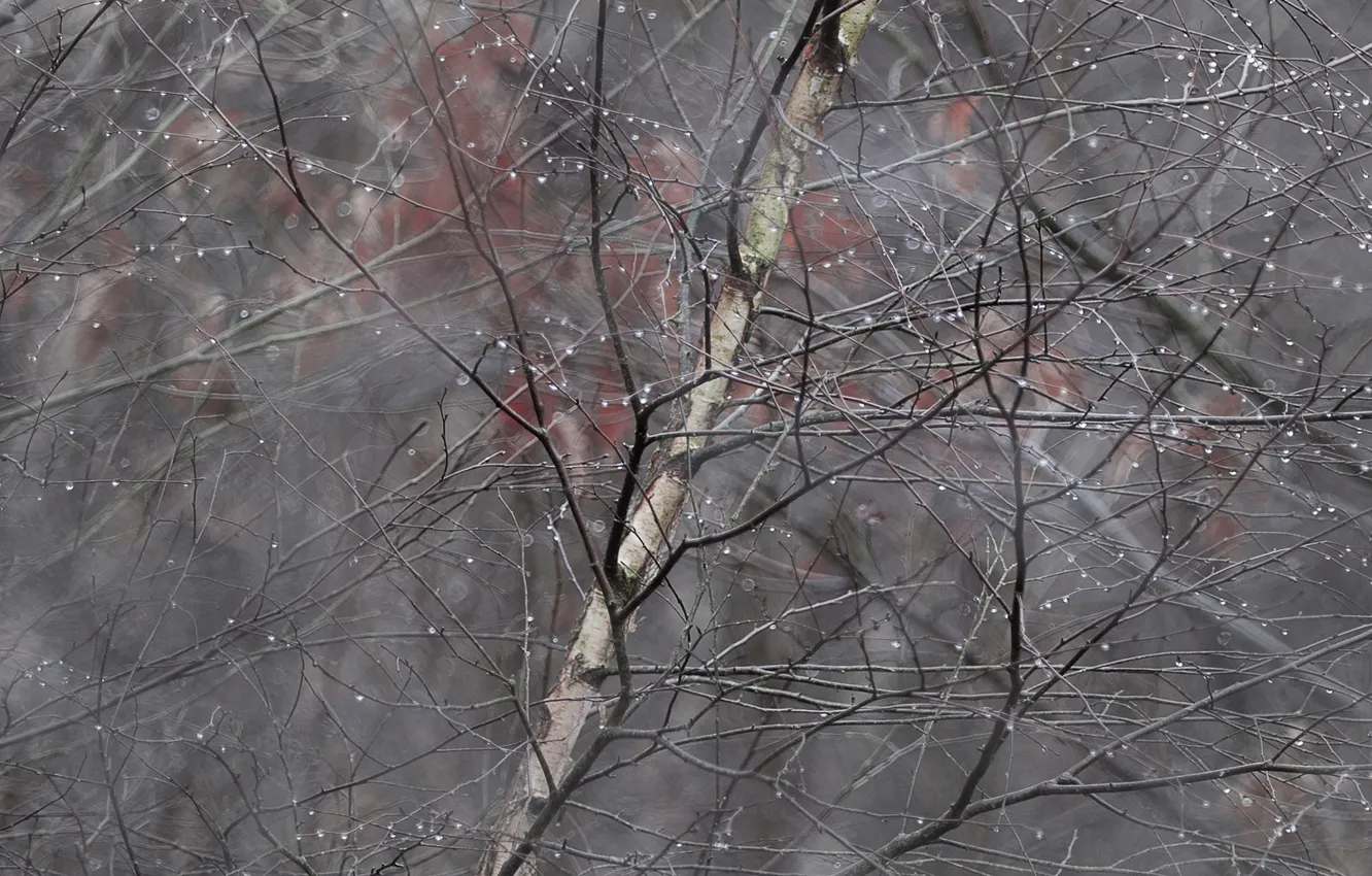 Photo wallpaper drops, branches, birch