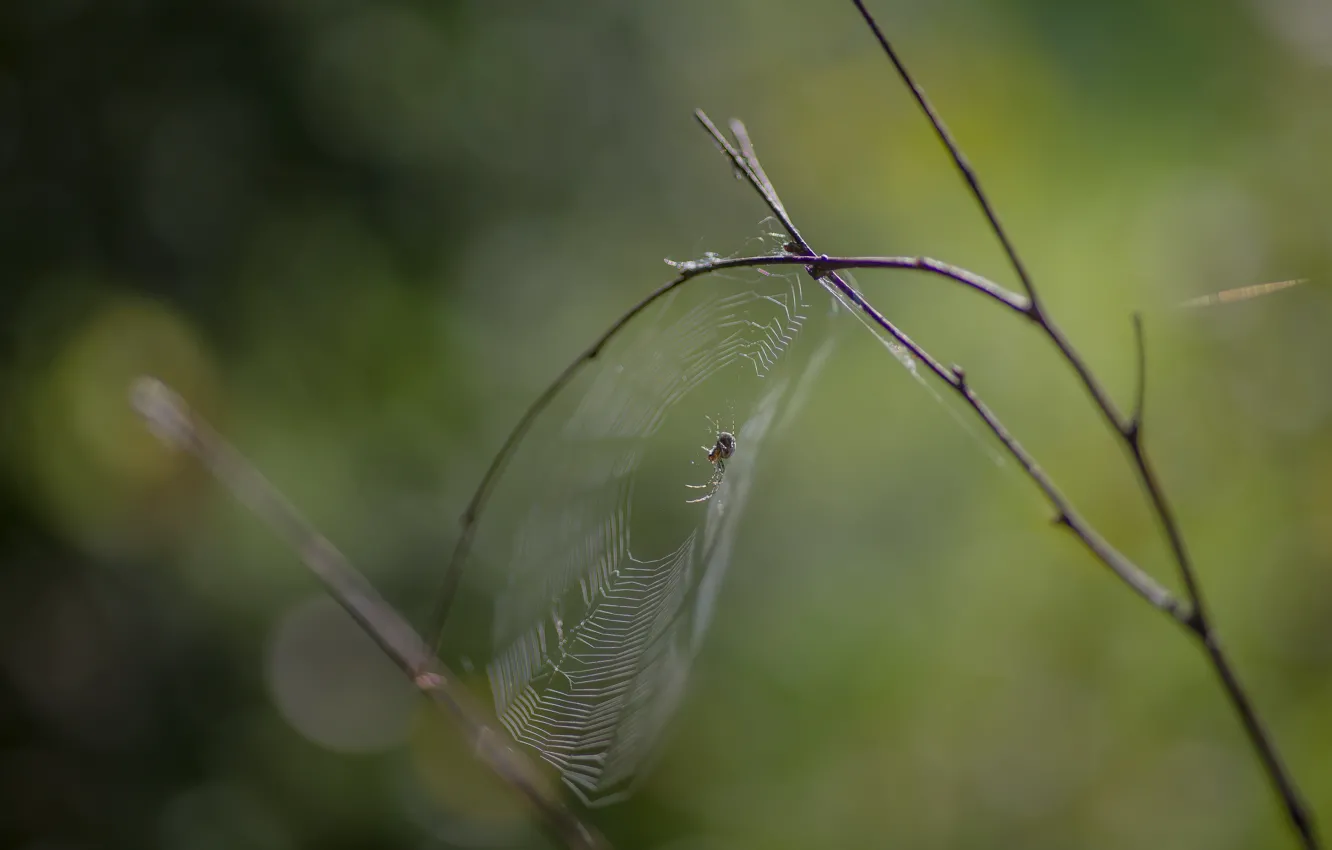 Photo wallpaper web. forest, autumn, background, spider