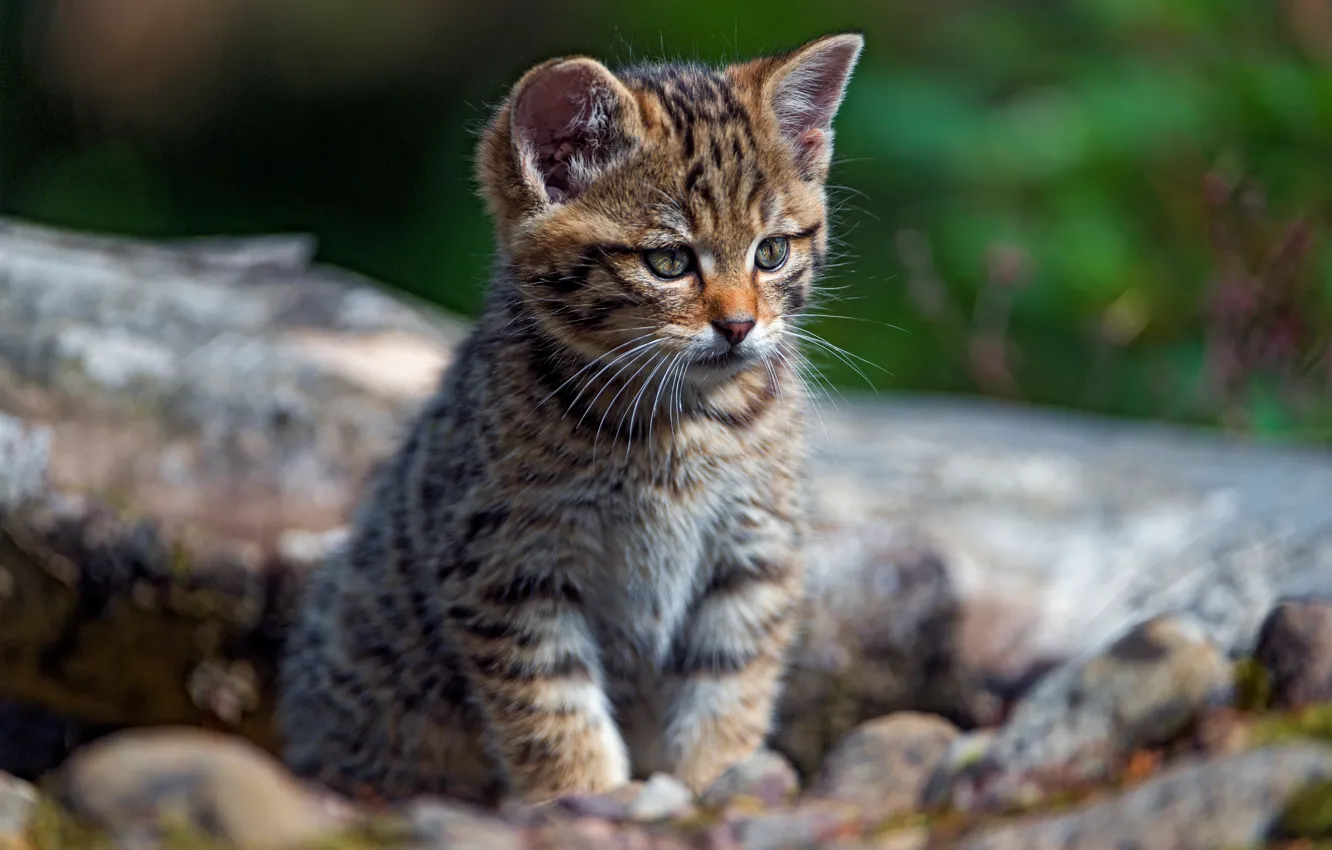Photo wallpaper cat, cat, look, nature, pose, baby, kitty, sitting