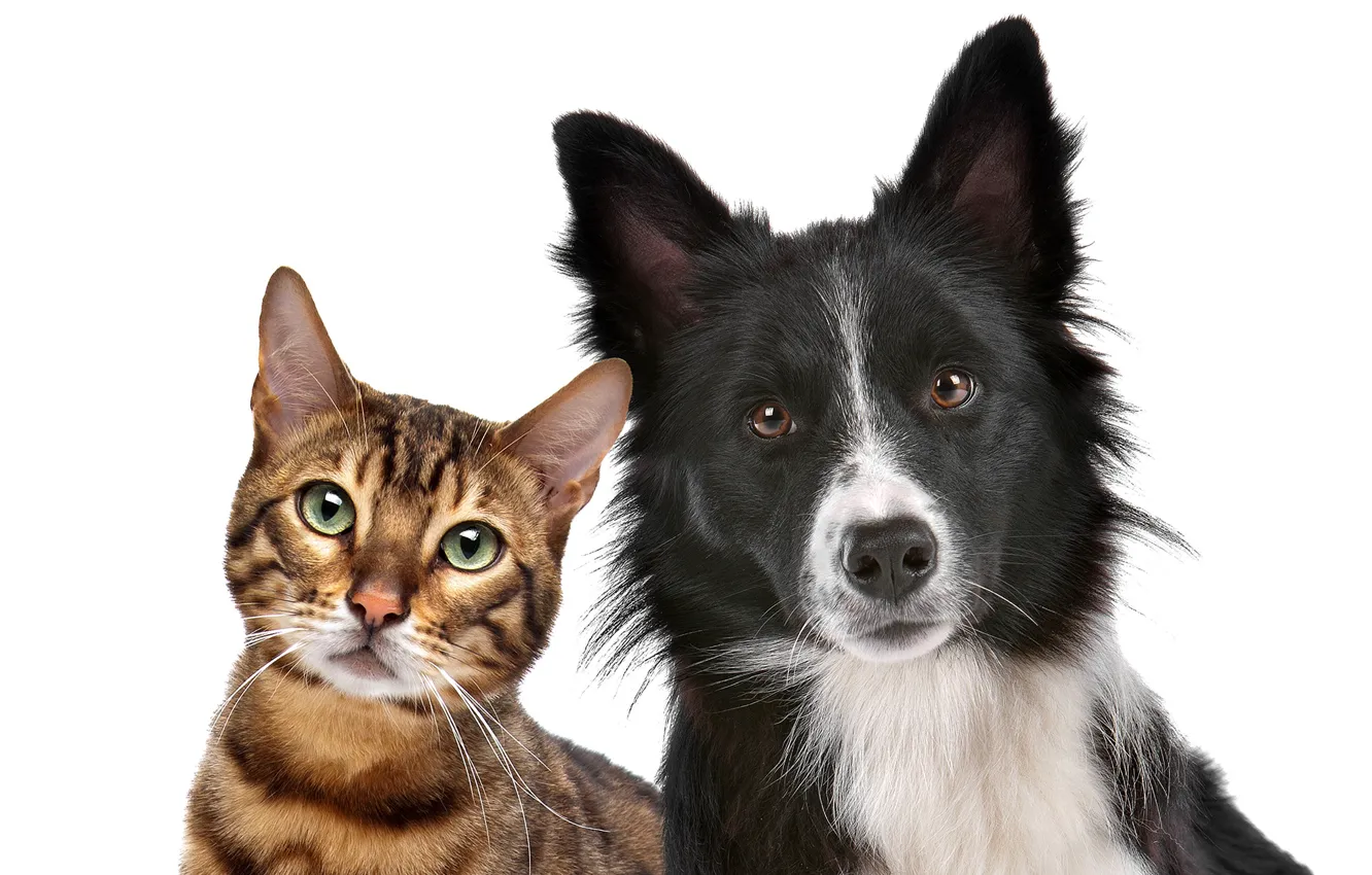 Photo wallpaper cat, each, portrait, dog, white background