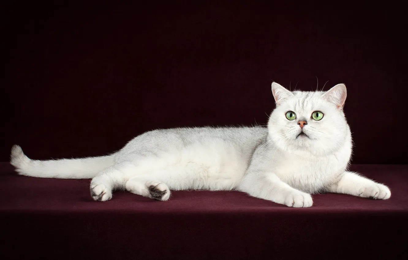 Photo wallpaper cat, white, pose, the dark background, lies, kitty, photoshoot, green eyes