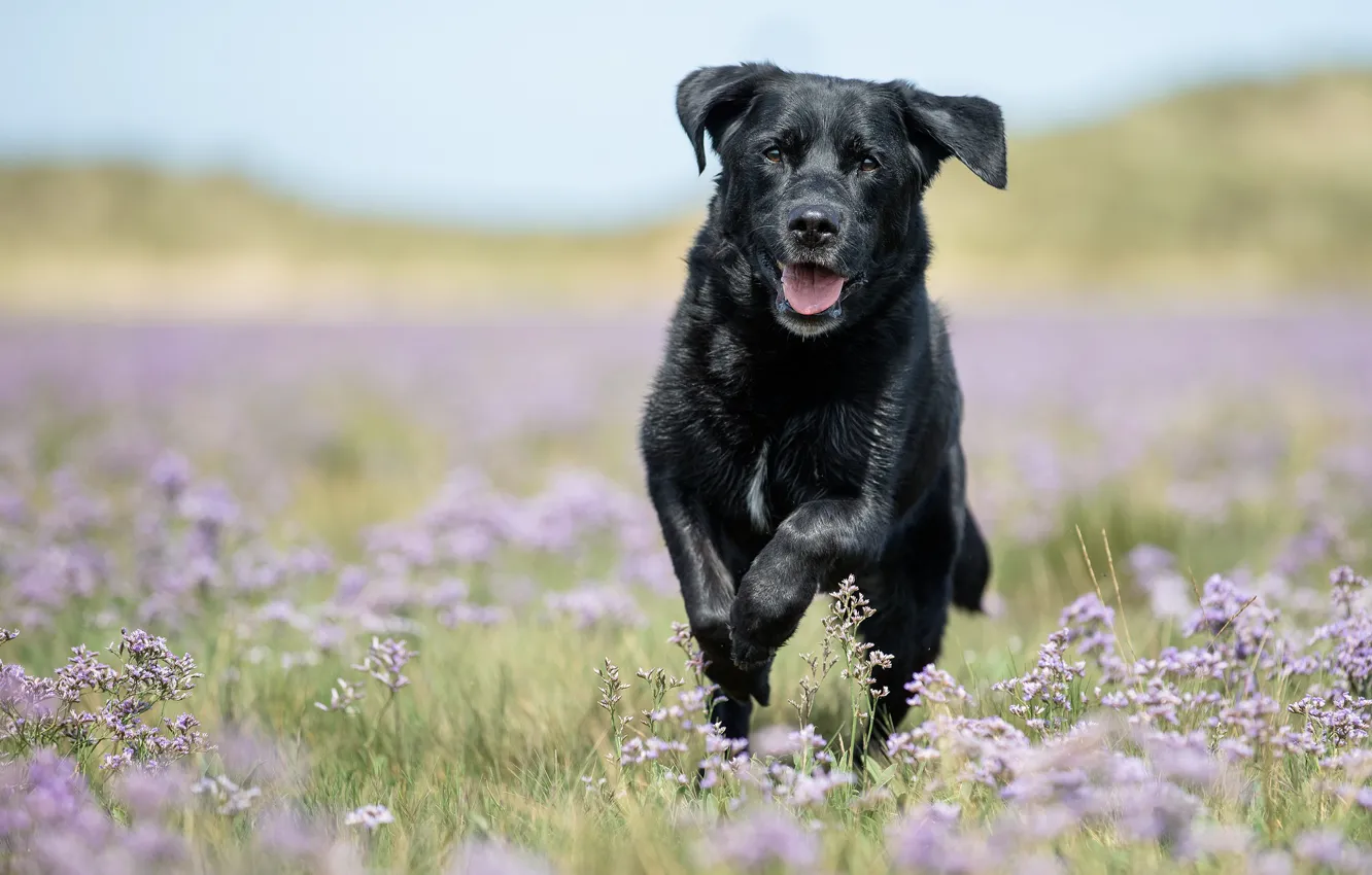 Photo wallpaper flowers, dog, meadow, walk, bokeh, Labrador Retriever