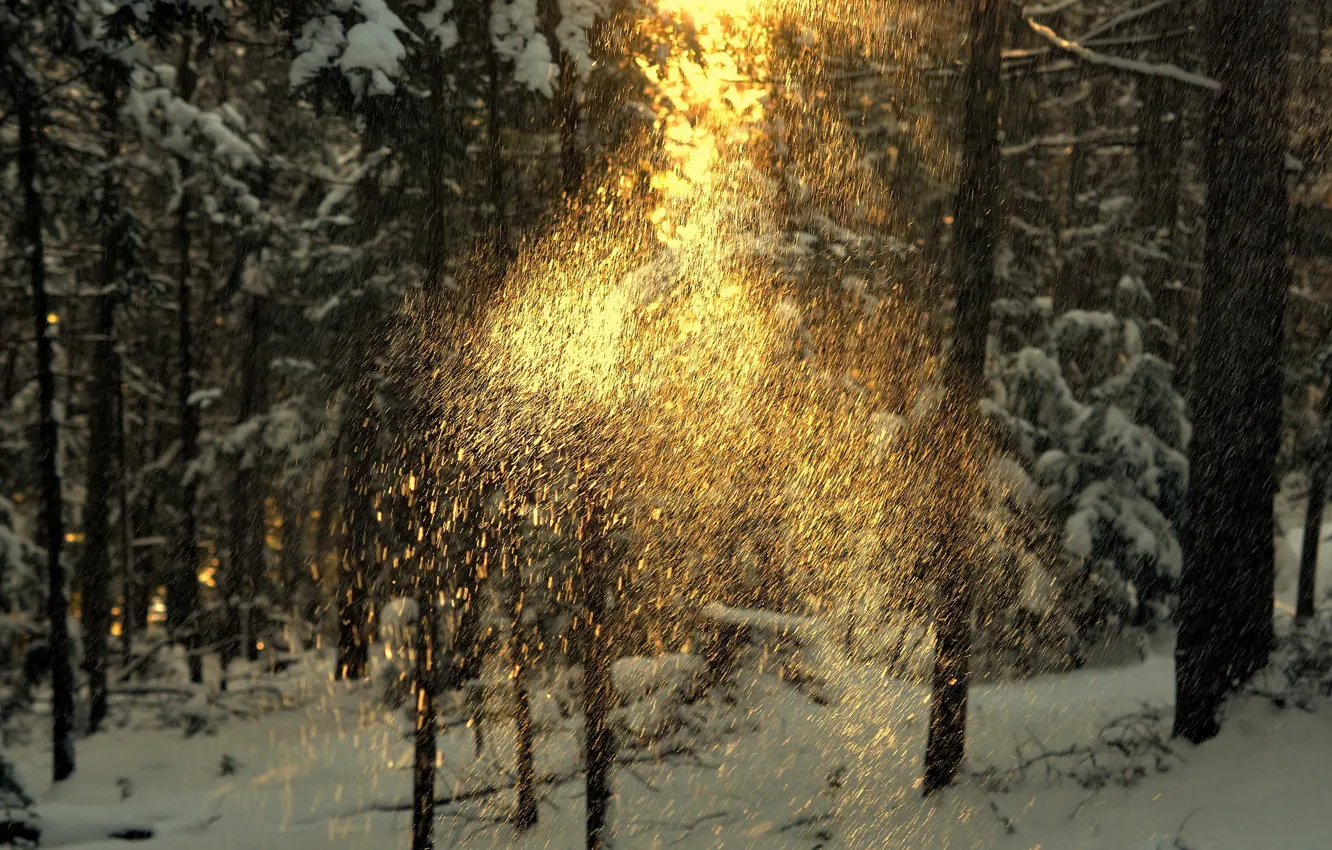 Photo wallpaper cold, winter, forest, light, snow, nature