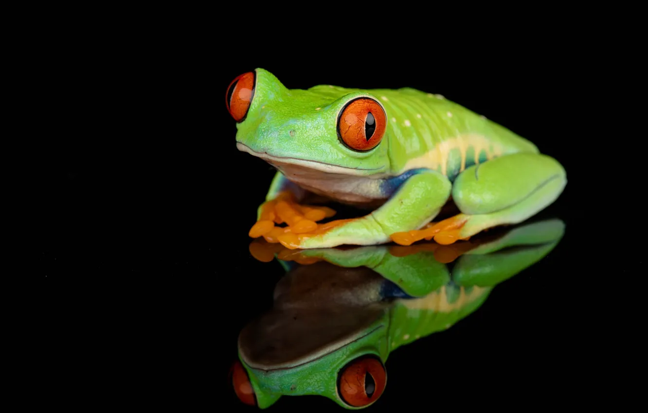 Photo wallpaper reflection, the dark background, frog