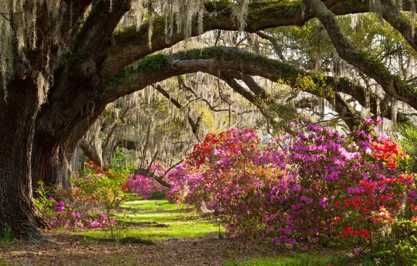 Photo wallpaper trees, Park, the bushes, Magnolia Plantation &amp; Gardens