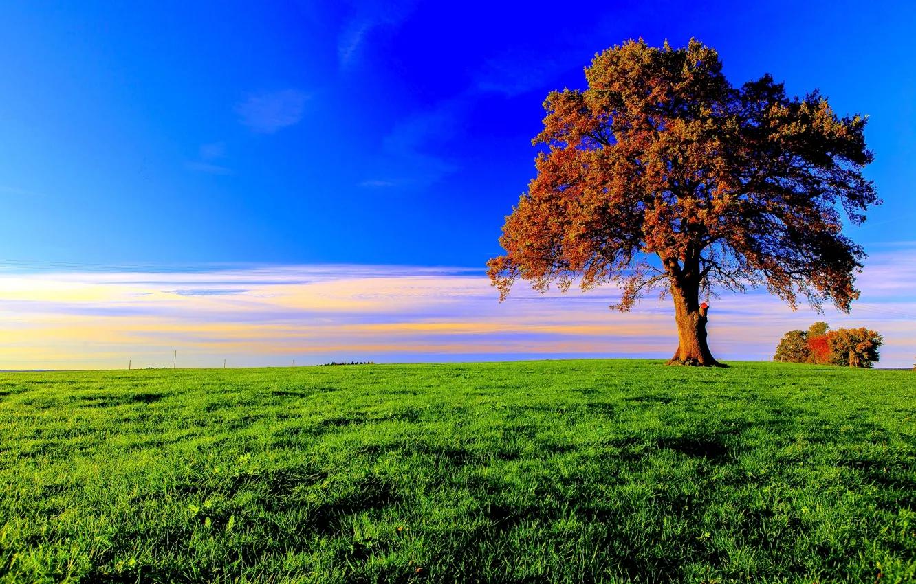 Photo wallpaper the sky, grass, clouds, tree, foliage, Autumn, meadow