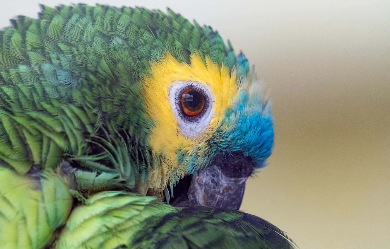 Photo wallpaper colors, parrot, eye