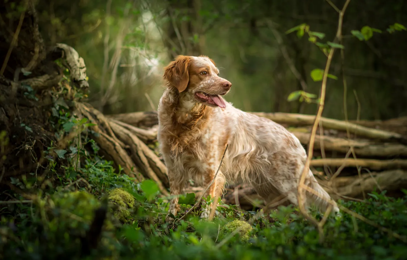 Photo wallpaper grass, breed, dog, spotted