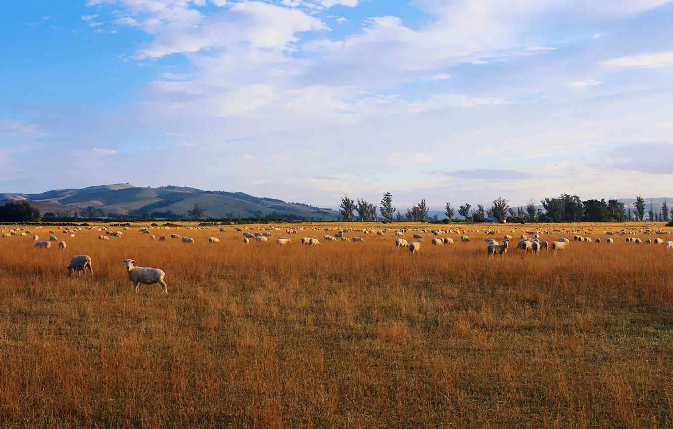 Photo wallpaper field, the sky, clouds