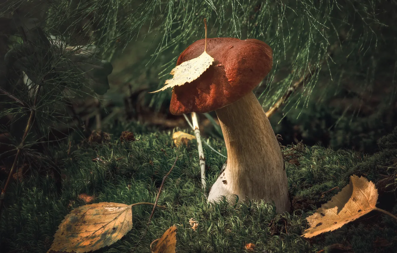 Photo wallpaper autumn, leaves, nature, mushrooms, moss, Maxim Vyshar
