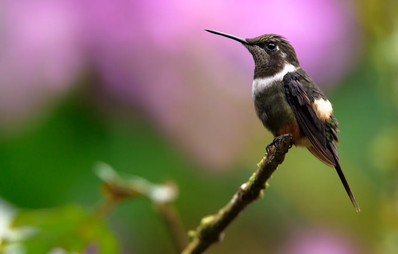 Photo wallpaper branches, background, bird, Hummingbird, bird, bokeh