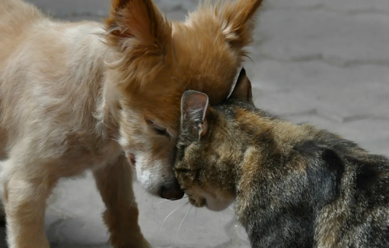 Photo wallpaper cat, Dog, friendship, friends
