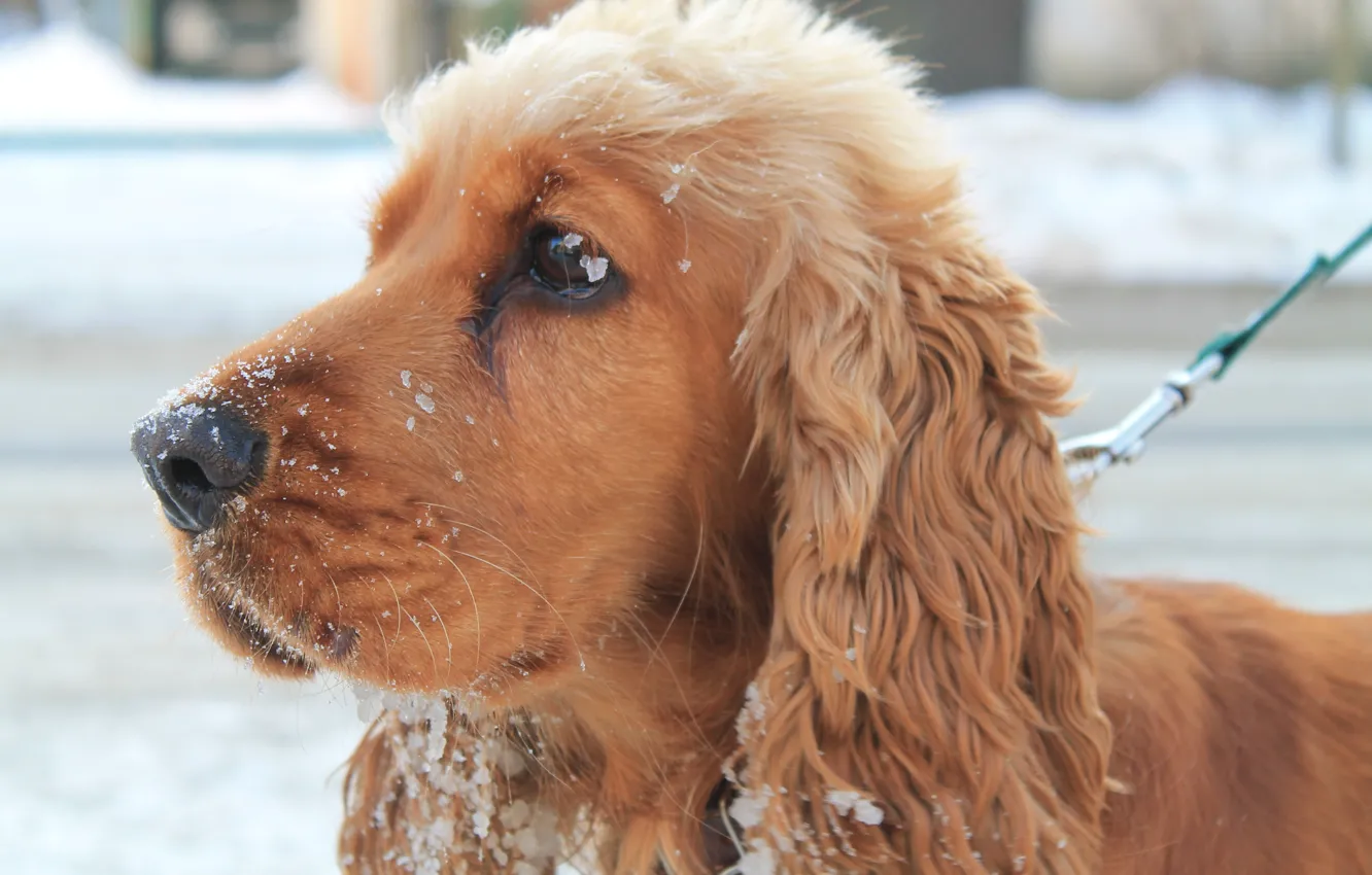 Photo wallpaper winter, snow, dog, beautiful, the dog