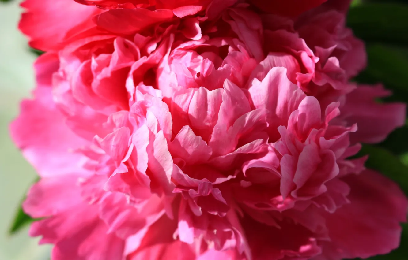 Photo wallpaper summer, macro, flowers, peonies, macro flowers nature