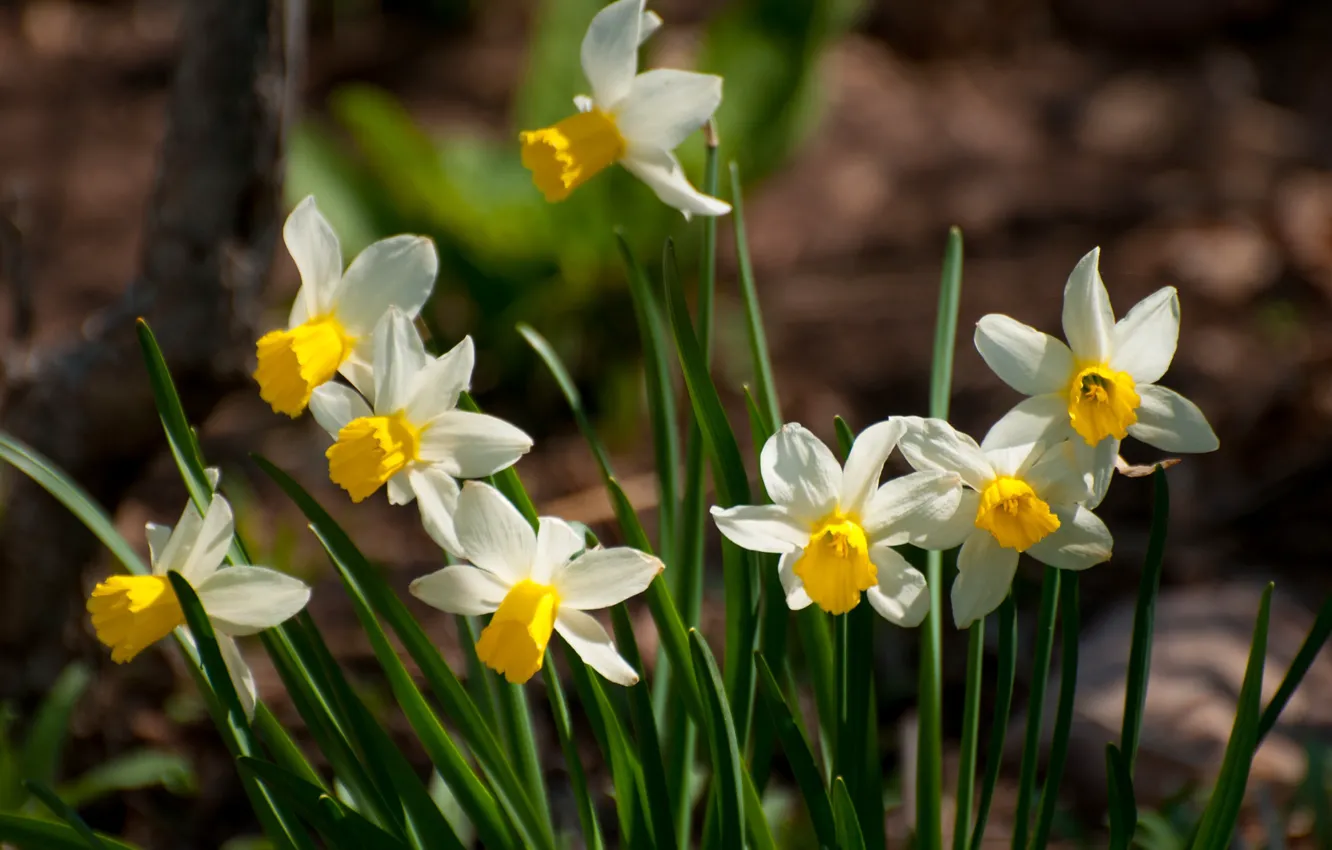 Photo wallpaper flowers, spring, daffodils