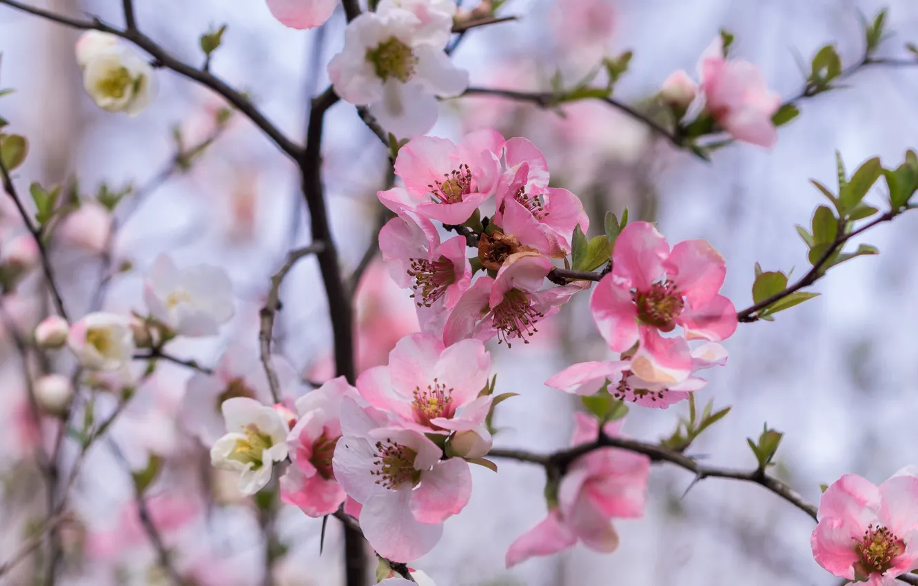 Photo wallpaper flowers, branches, cherry, spring, pink, flowering, blooming, bokeh