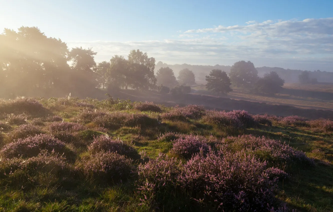 Photo wallpaper field, forest, the sky, clouds, fog, dal, morning, slope