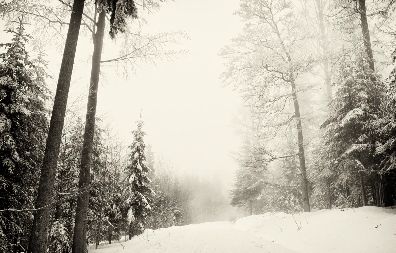 Photo wallpaper winter, forest, snow, nature, Sumava national Park, winter Sumava