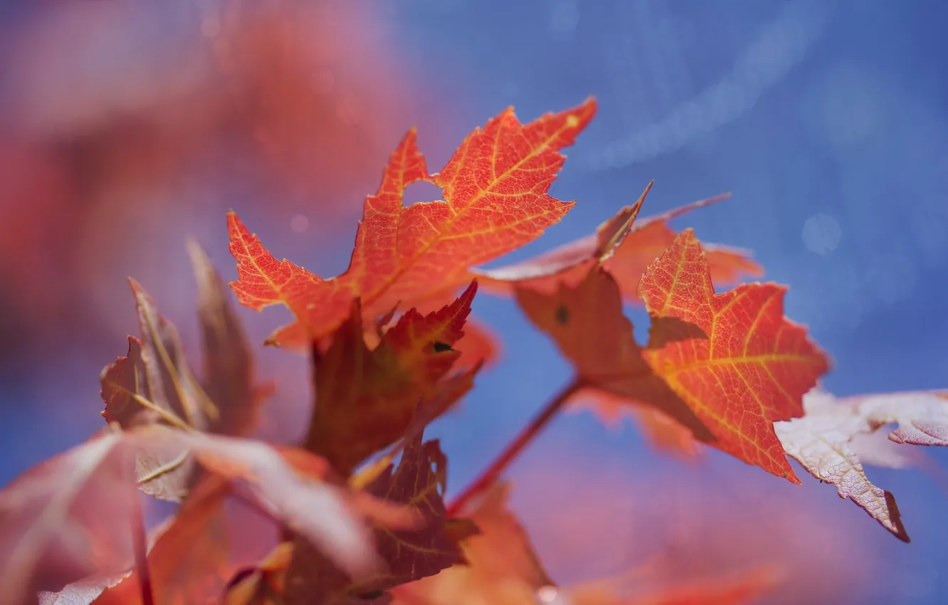 Photo wallpaper autumn, leaves, macro