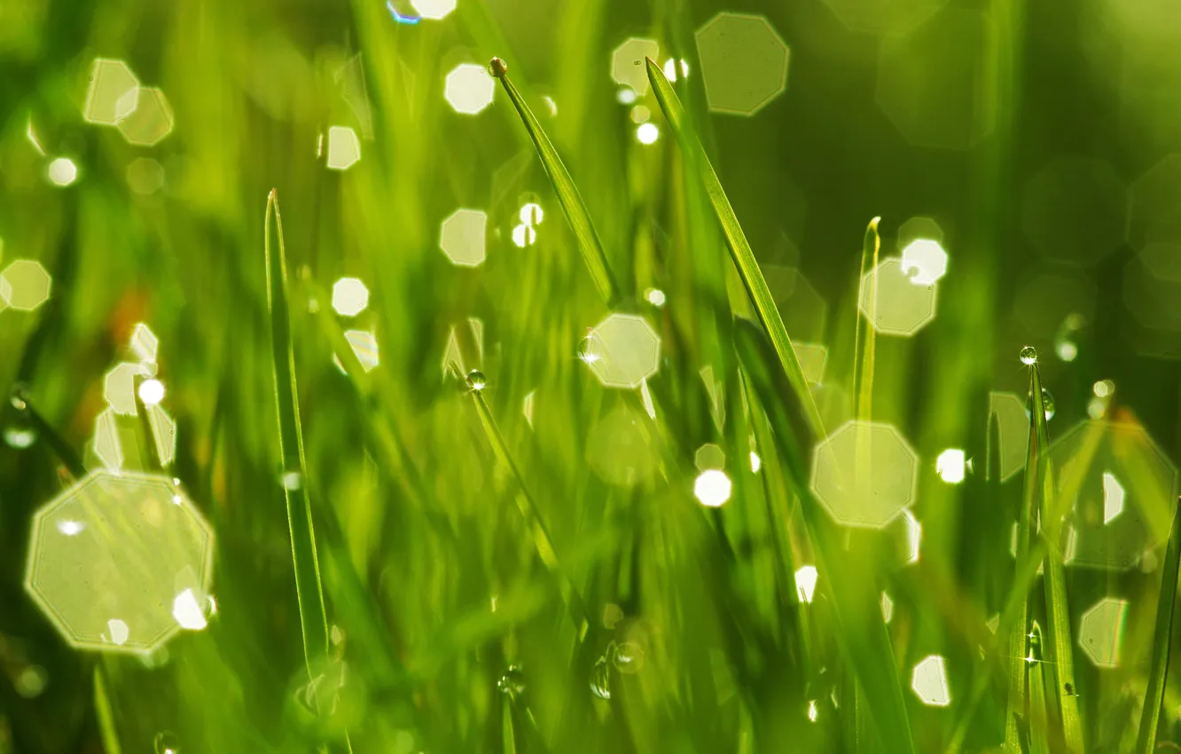 Photo wallpaper light, Rosa, the game, morning, Morning bokeh