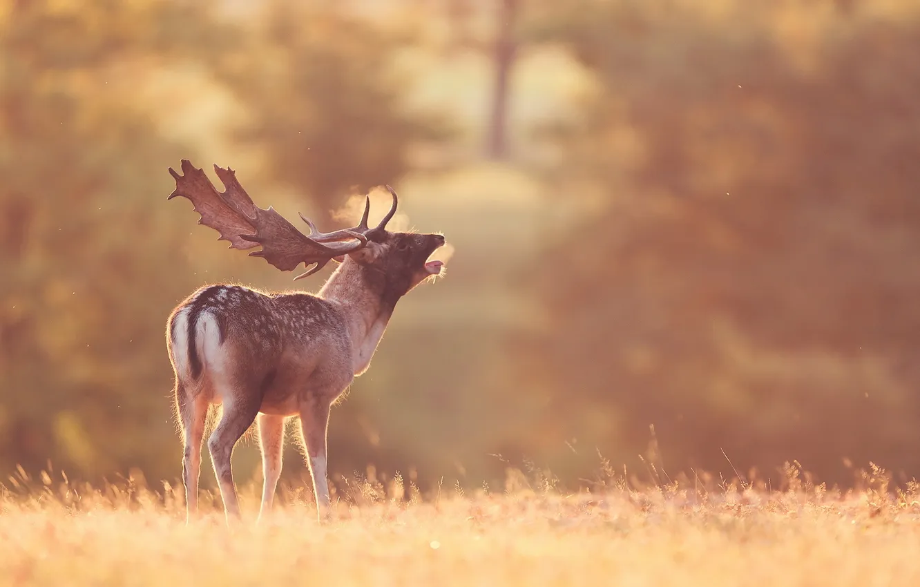 Photo wallpaper field, nature, deer