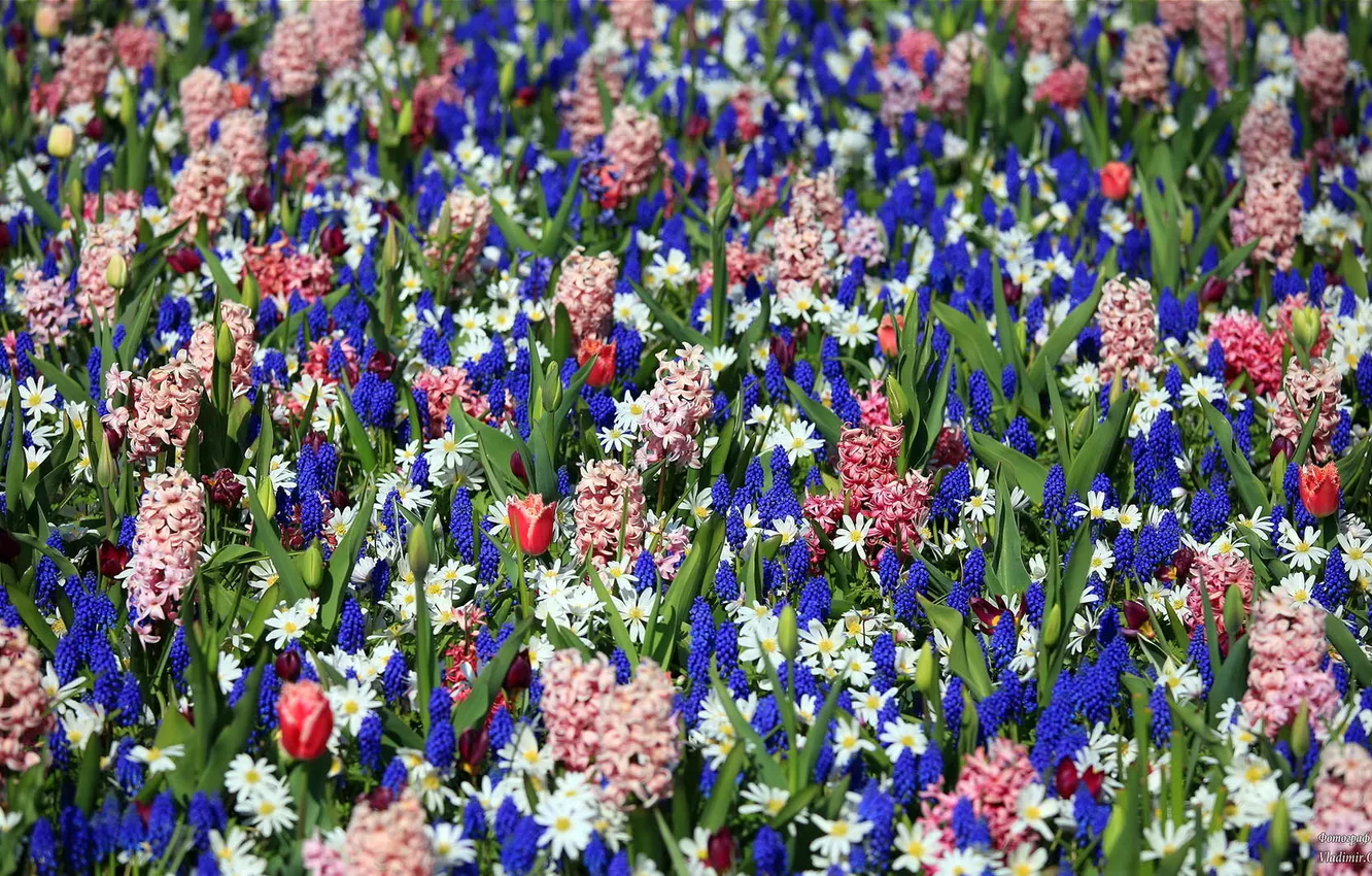 Photo wallpaper flowers, beauty, Keukenhof garden