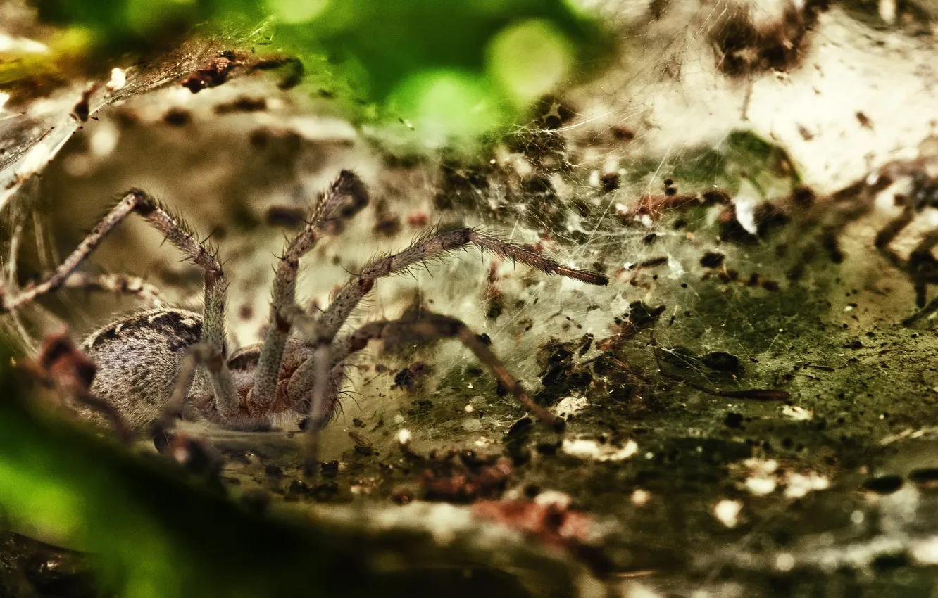 Photo wallpaper macro, web, spider, hid