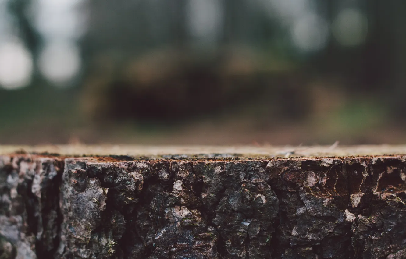 Photo wallpaper trees, stump, stump, bark