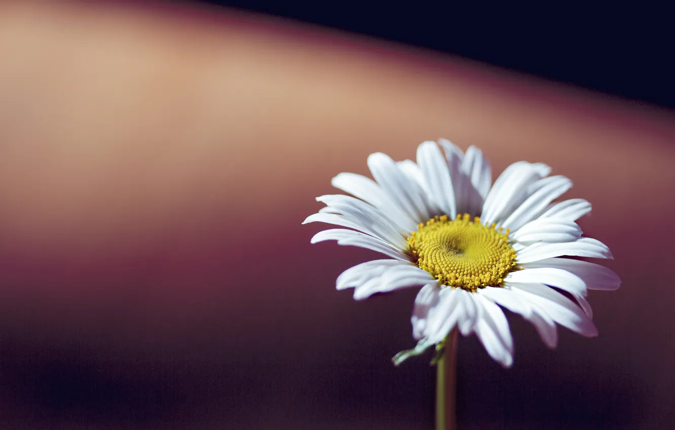 Photo wallpaper flower, background, blur, Daisy
