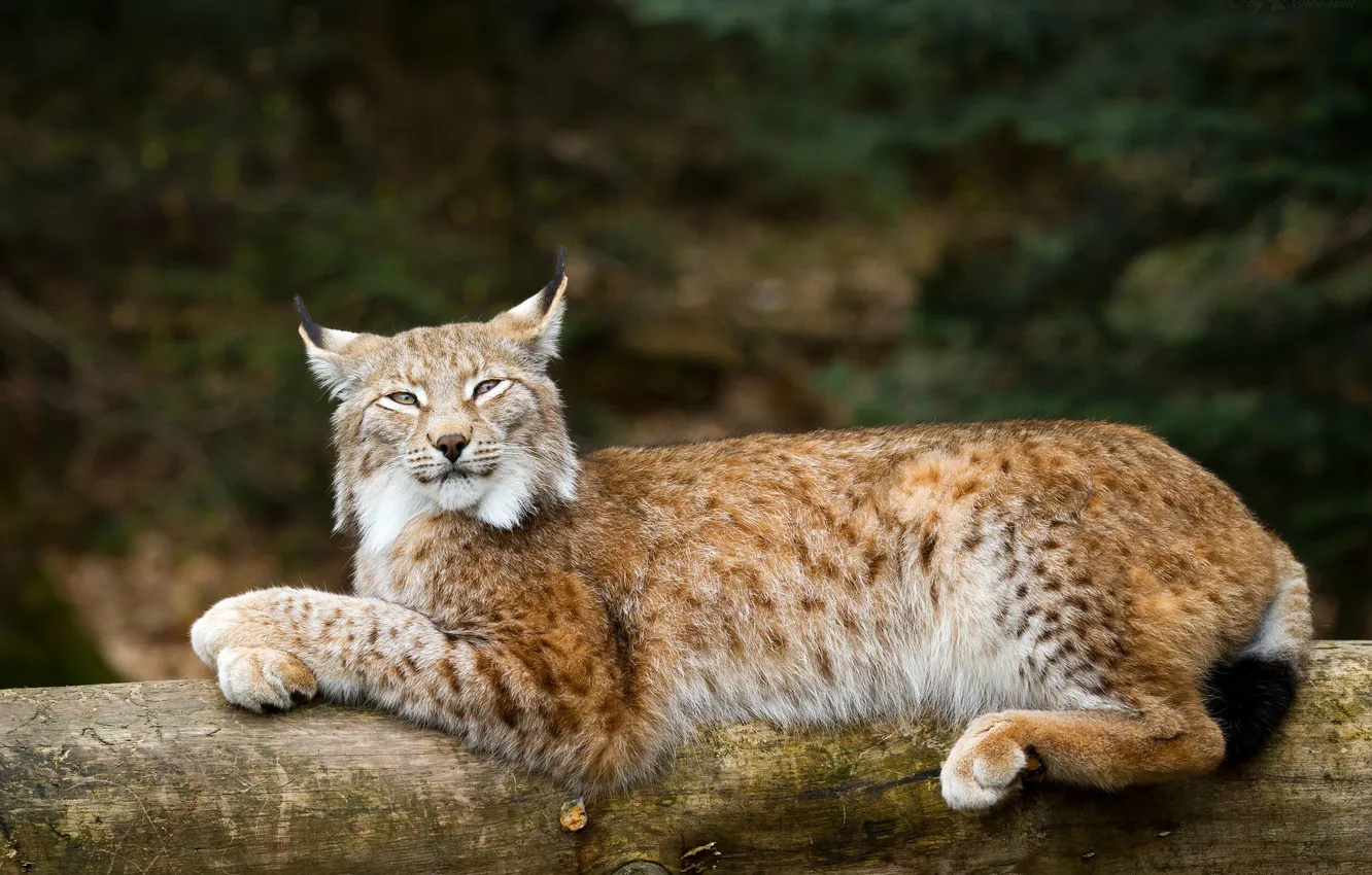 Photo wallpaper cat, log, lynx