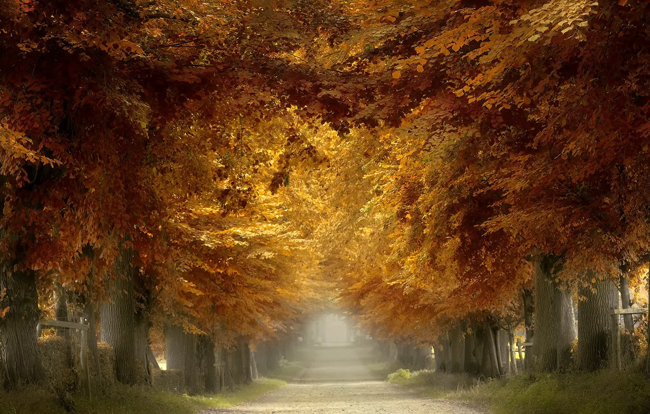 Photo wallpaper road, autumn, Park