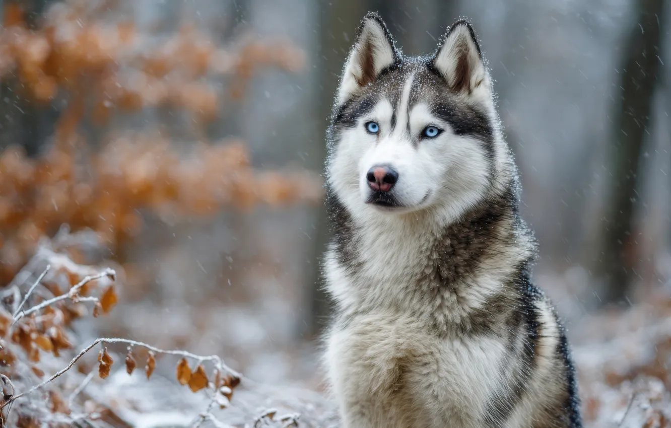 Photo wallpaper winter, autumn, forest, look, branches, nature, pose, foliage