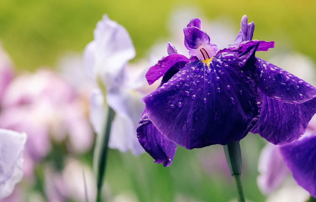 Photo wallpaper flower, purple, drops, close-up, lilac, spring, irises, iris