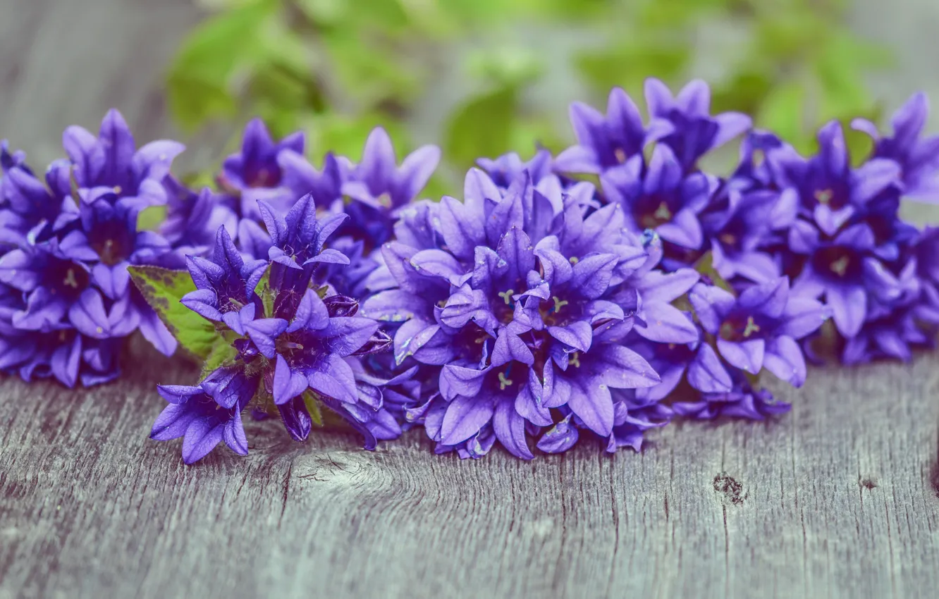 Photo wallpaper purple, flowers, background, Board, bells, a bunch, blurred