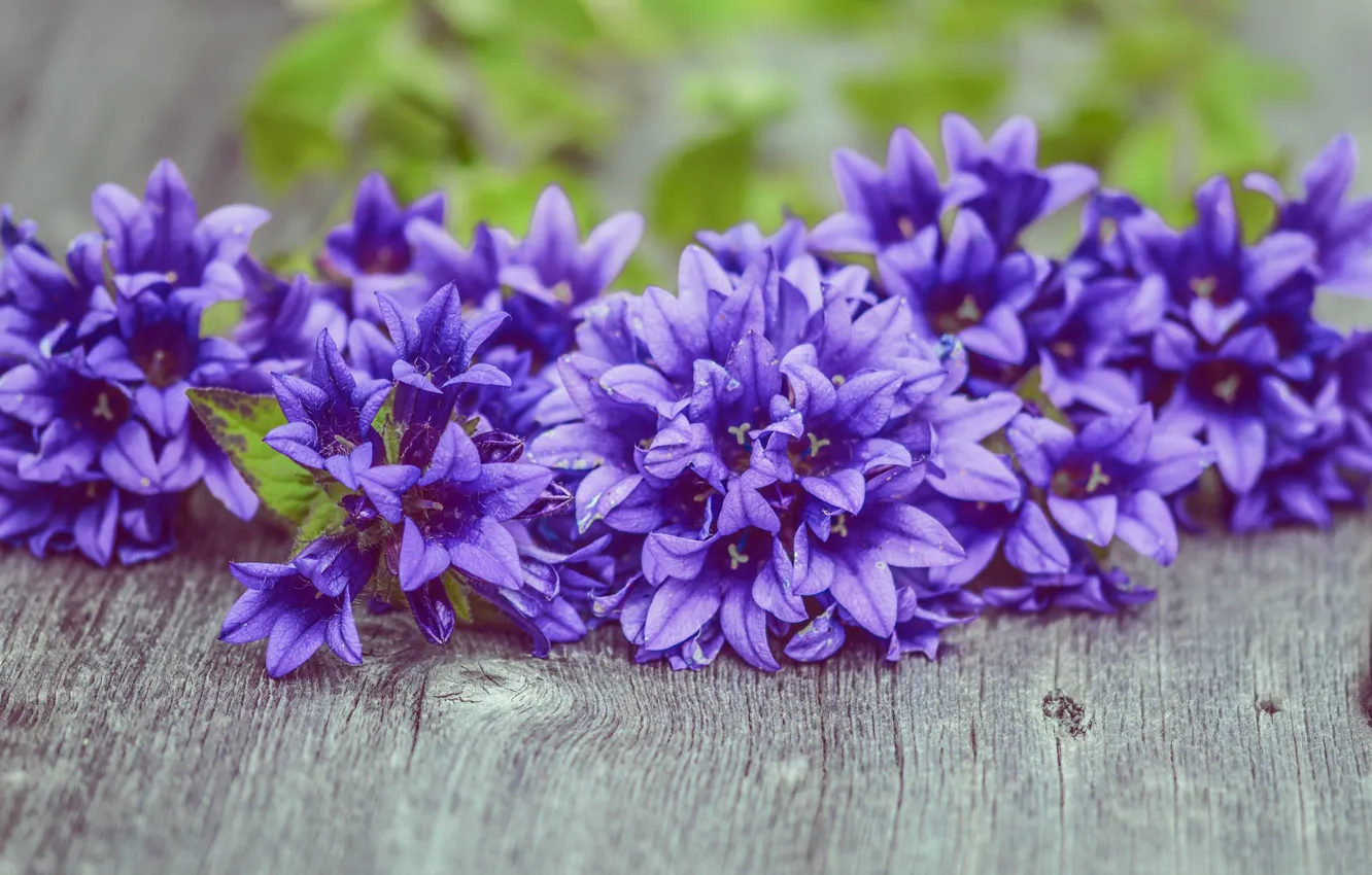 Photo wallpaper flowers, background, purple, Board, bells, blurred, bouquets