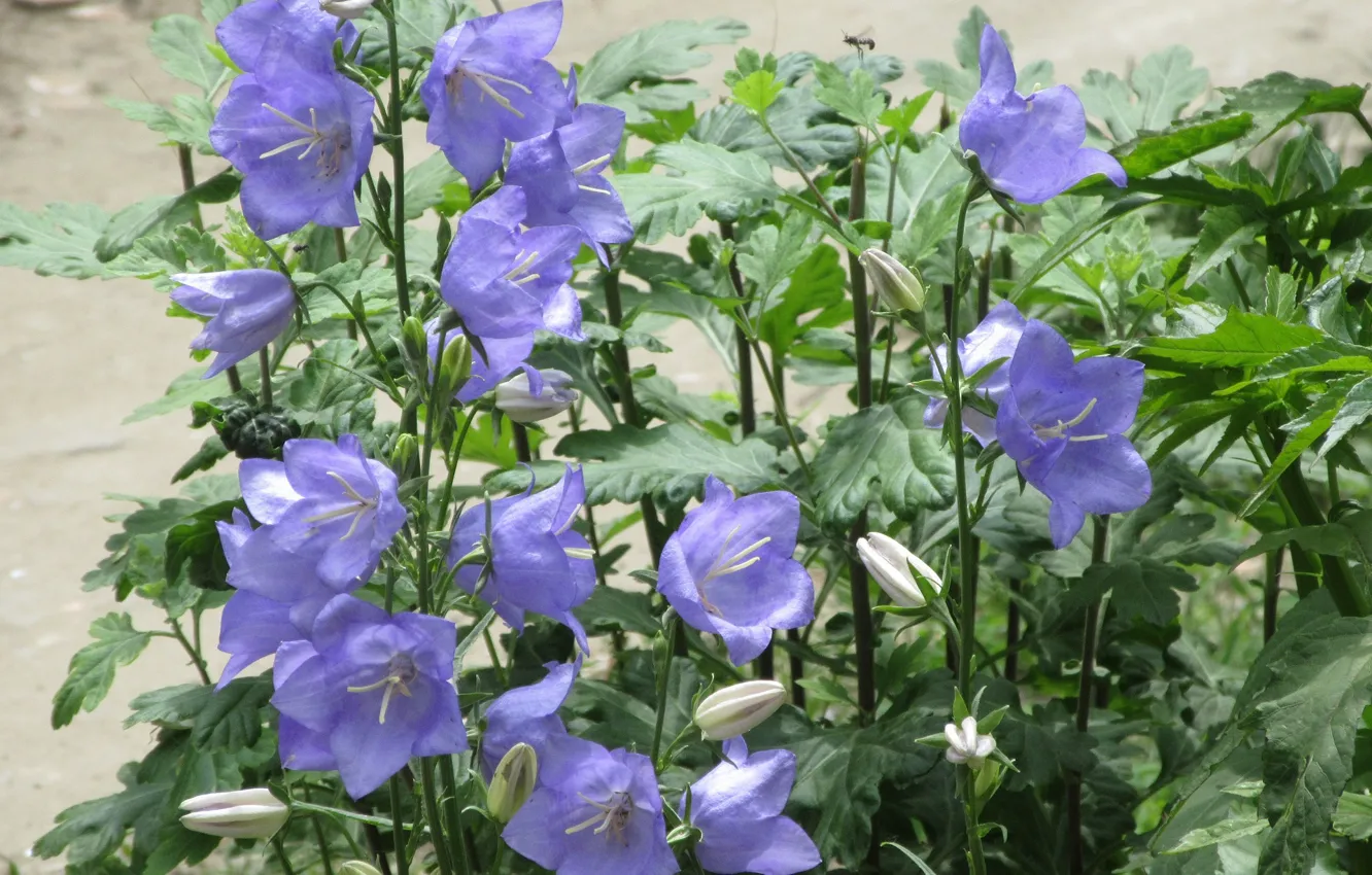 Photo wallpaper flowers, bells, Meduzanol ©, Summer 2018