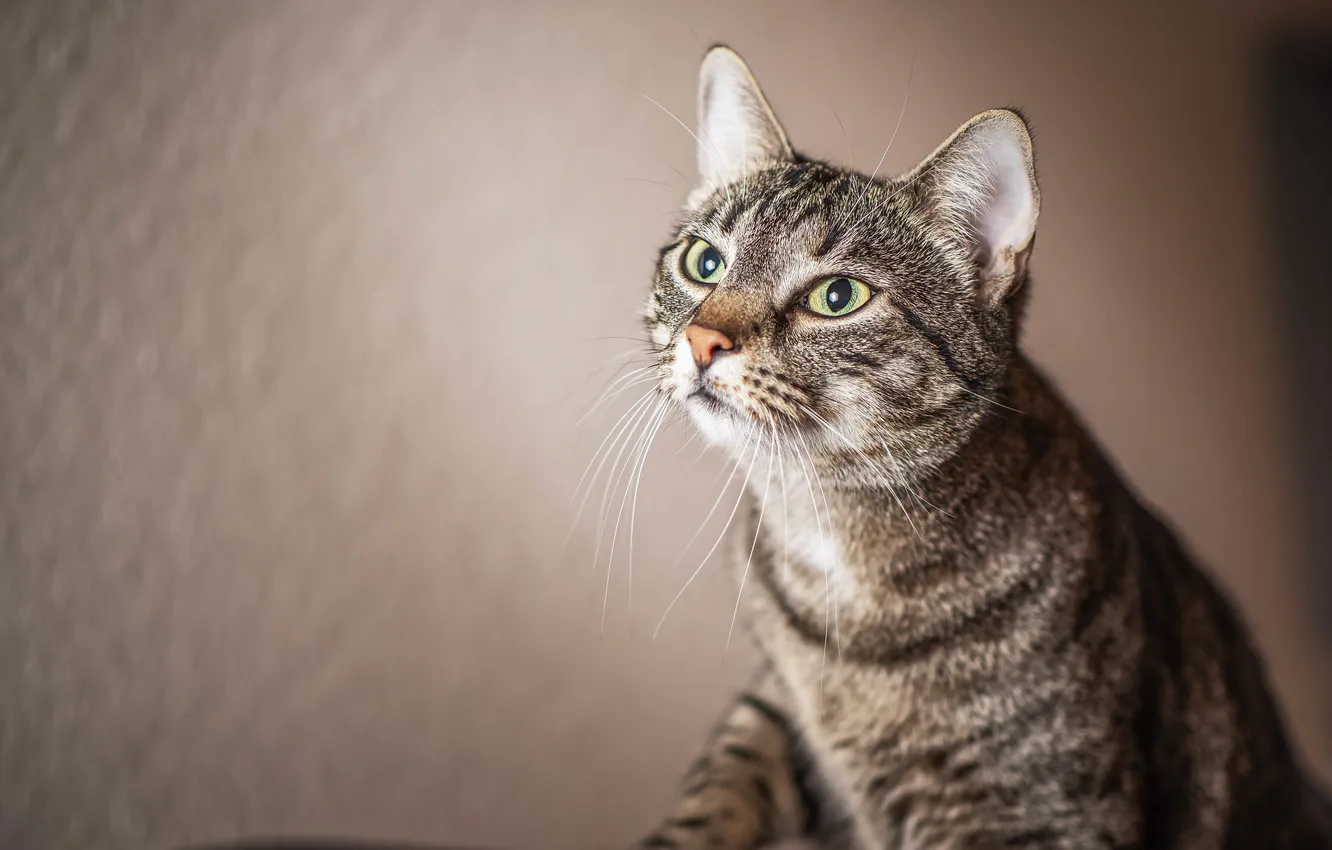 Photo wallpaper cat, cat, background, tabby cat