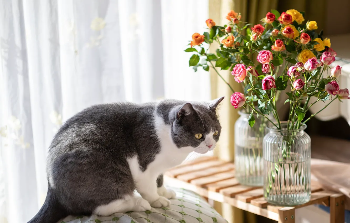 Photo wallpaper cat, cat, look, light, flowers, yellow, pose, roses