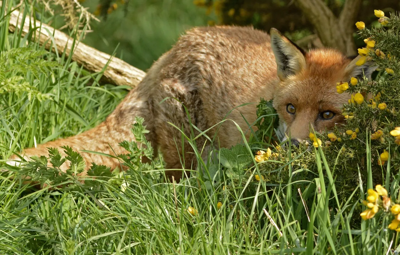 Photo wallpaper grass, Fox, red, in ambush