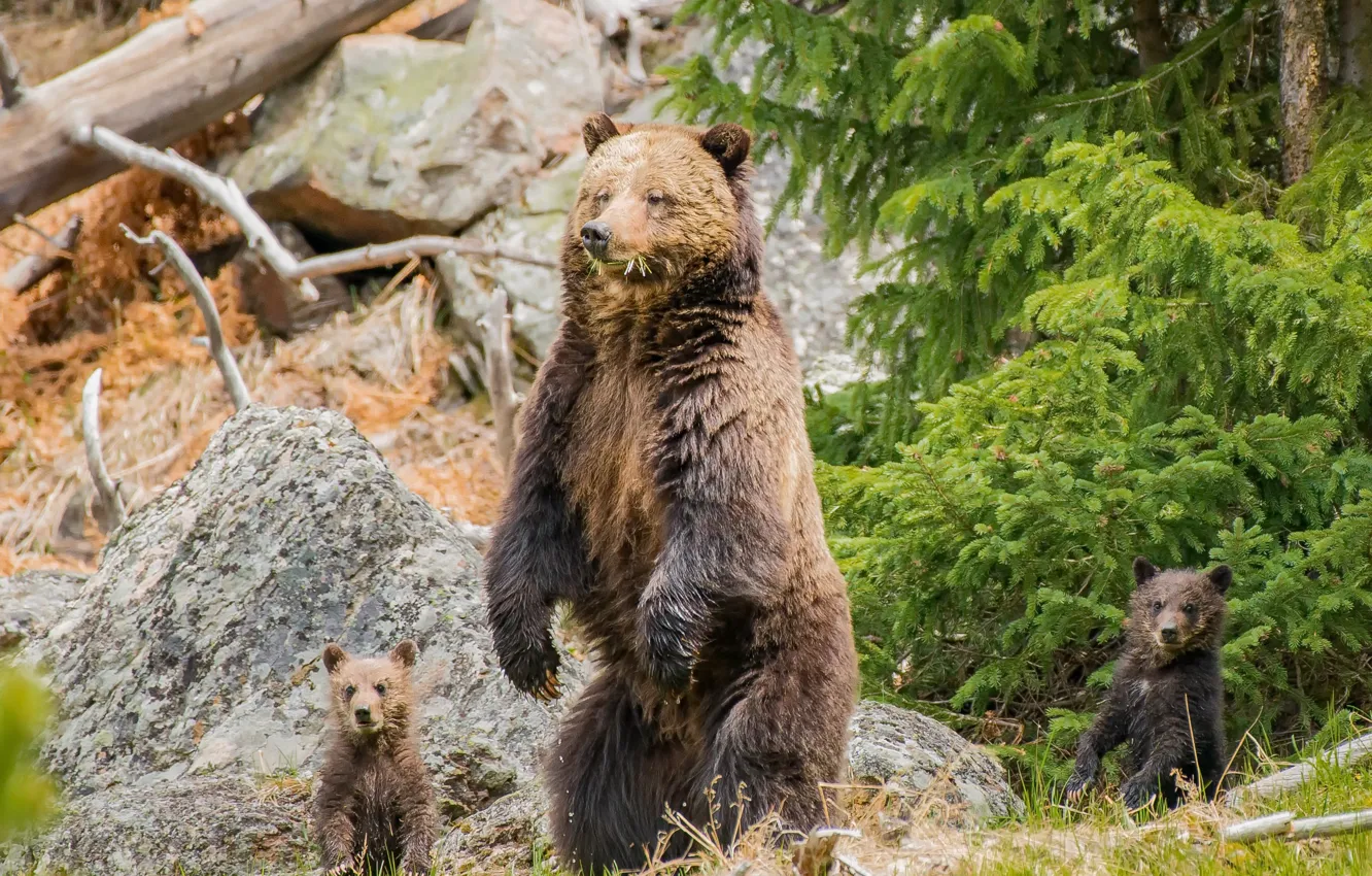 Photo wallpaper summer, nature, bear