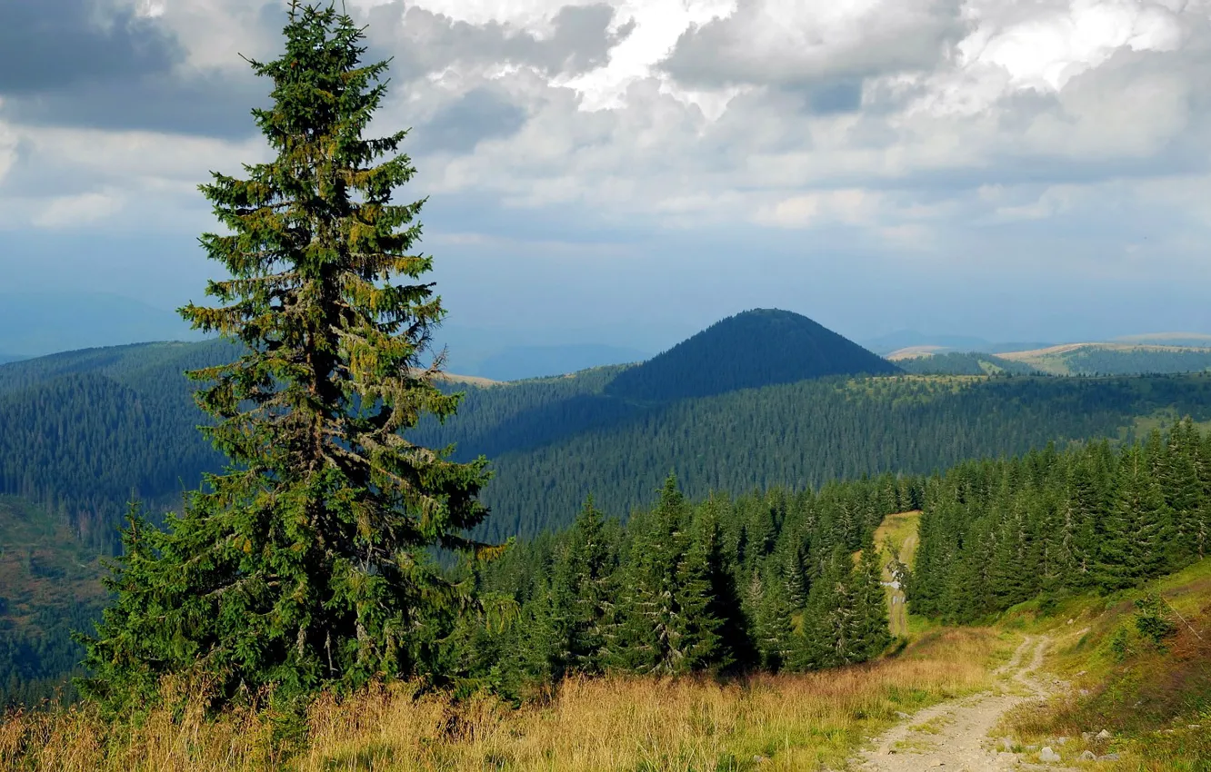 Photo wallpaper road, forest, the sky, clouds, trees, mountains, hills, spruce