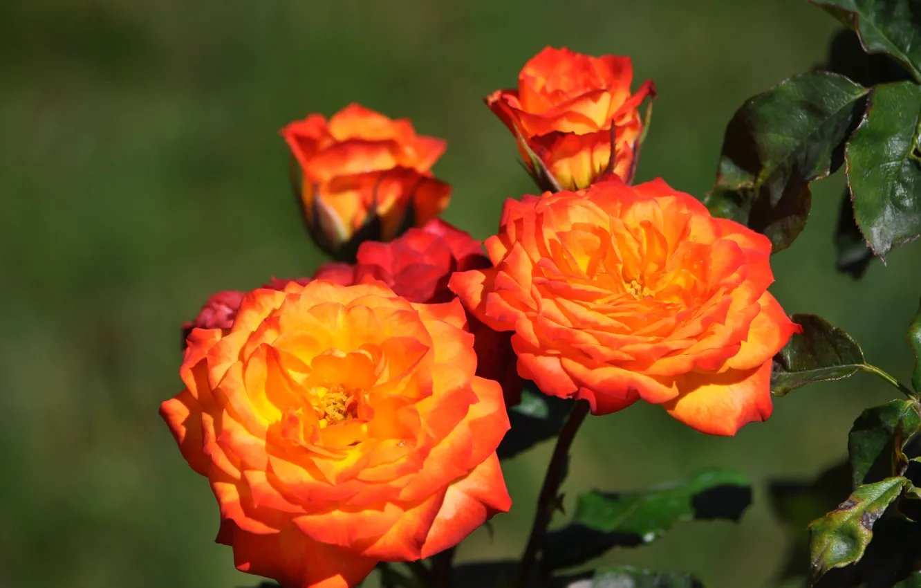 Photo wallpaper roses, Orange flowers, Orange roses