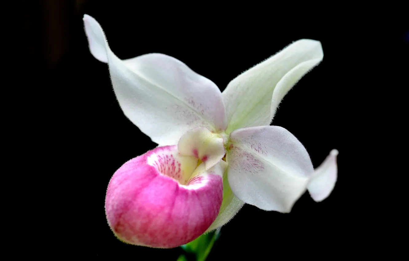 Photo wallpaper petals, exotic, Orchid