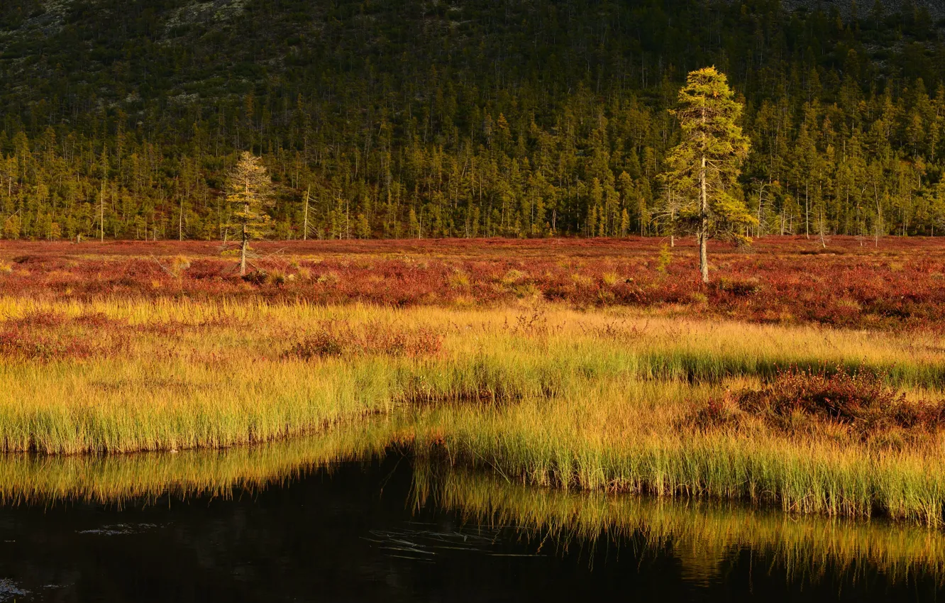 Photo wallpaper autumn, forest, grass, trees, lake, shore, pine, vodoes