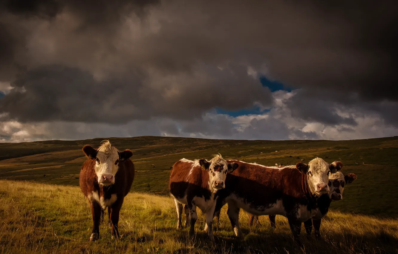 Photo wallpaper field, the sky, grass, look, face, light, landscape, clouds