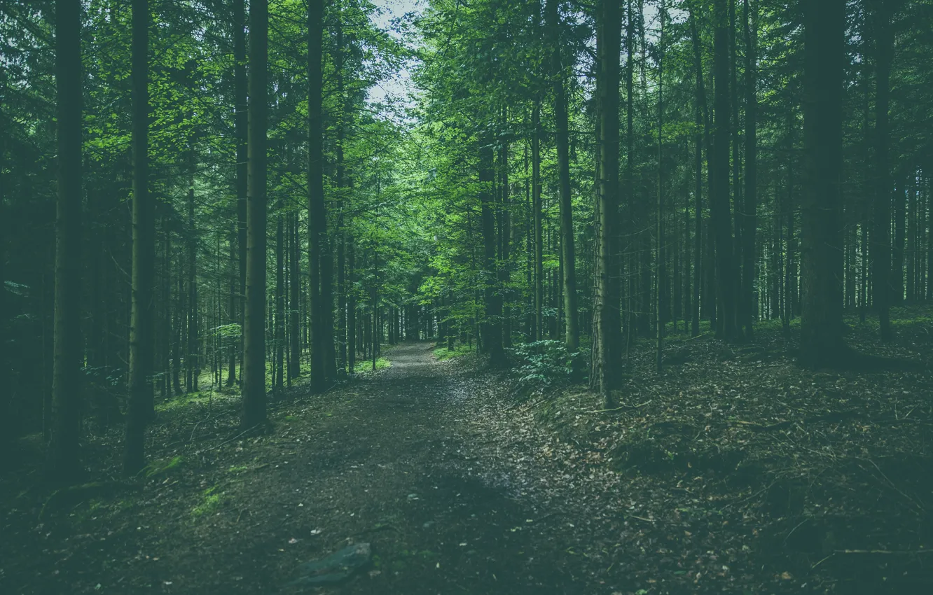 Photo wallpaper road, forest, trees, nature, path