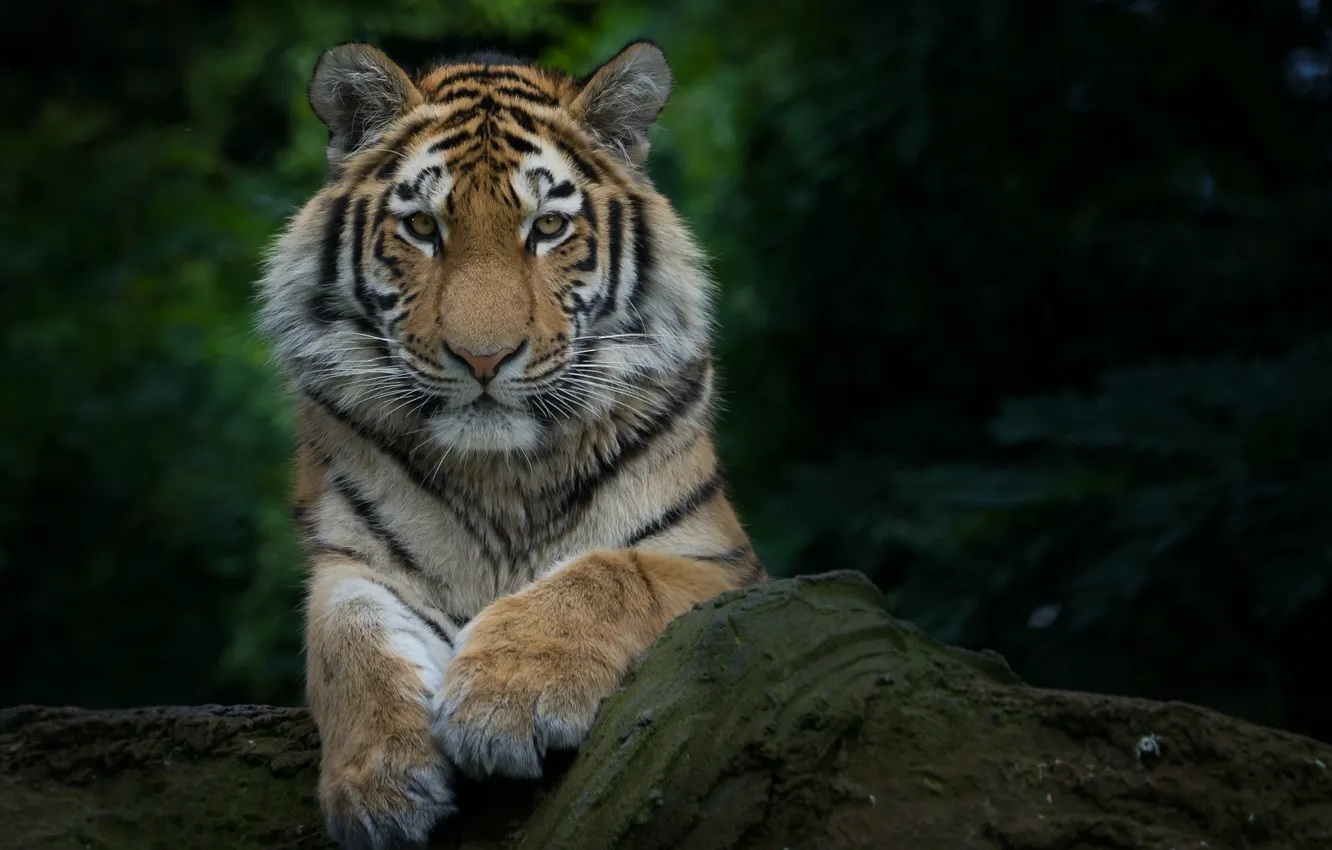 Photo wallpaper nature, tiger, animal
