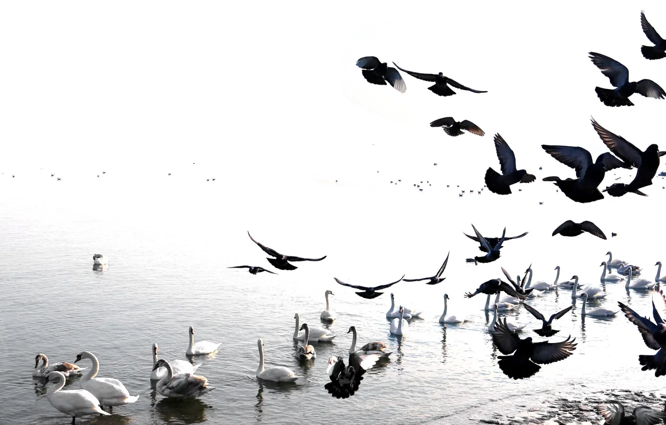 Photo wallpaper birds, dove, Swan, pond