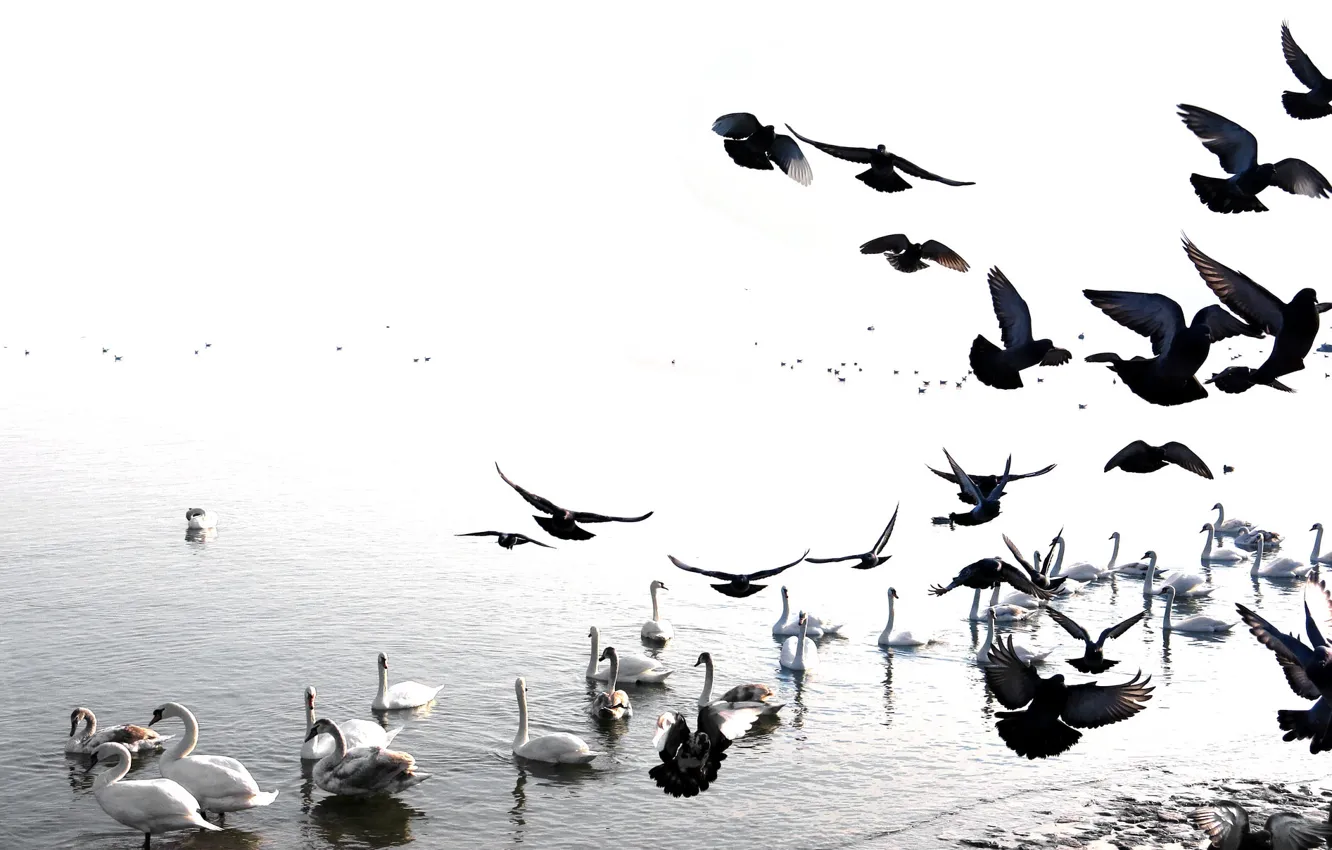 Photo wallpaper bird, pigeons, swans, pond